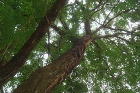 Bình Phước: Bắt nhóm đối tượng trộm 52 cây gỗ quý