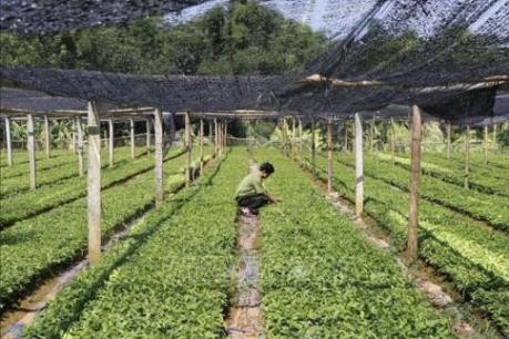Phát triển cây lâm sản ngoài gỗ