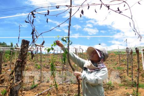 Người trồng Sacha Inchi thiệt hại nặng nề do thời tiết cực đoan