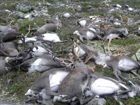 Na Uy: Hơn 200 con tuần lộc chết vì đói