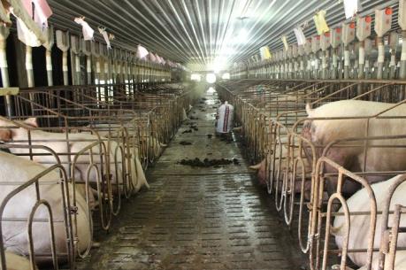 Dabaco lãi quý II gần 8 tỷ đồng