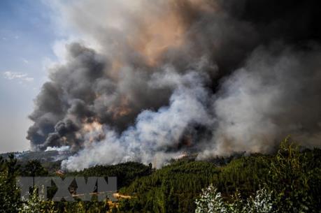 Cháy hàng nghìn hécta rừng tại Algeria