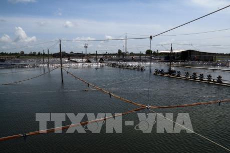 Kiên Giang chuyển đổi mô hình nuôi tôm thân thiện với môi trường