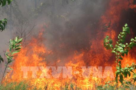 Cháy 20 ha rừng tái sinh ở vùng Bàu Co, Thừa Thiên-Huế