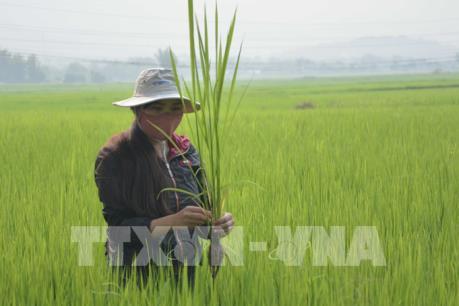 Gia tăng diện tích lúa bị sâu bệnh gây hại