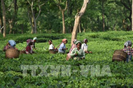 Trà Assam đặc sản của Ấn Độ lập kỷ lục thế giới với giá hơn 1.000 USD/kg