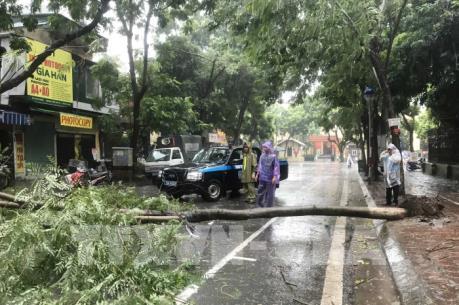 Ảnh hưởng bão số 3, nhiều cây xanh bị "quật đổ" ở Hà Nội