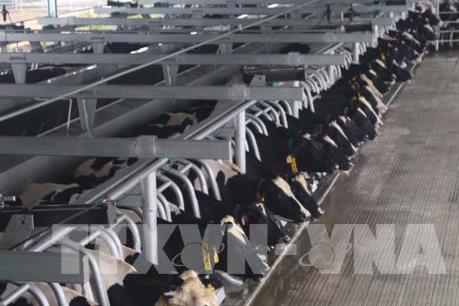 TH True MILK đặt mục tiêu mở rộng đàn bò sữa lên 200.000 con