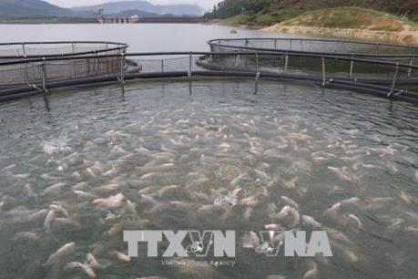 Thu nhập cao từ nuôi cá tầm trong lồng bè
