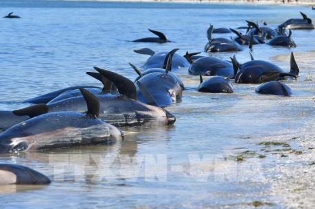 Đàn cá voi chết do mắc cạn bí ẩn ở bờ biển Iceland
