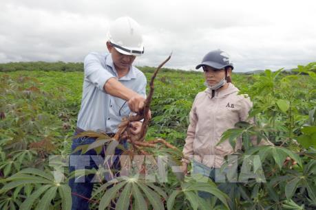 Hỗ trợ "nhầm" giống cây bệnh cho dân nghèo