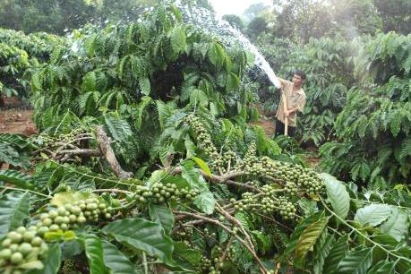 Hỗ trợ doanh nghiệp giải quyết khó khăn do Nepal tạm ngừng nhập khẩu hồ tiêu