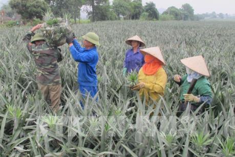 Giá dứa Đồng Tháp Mười tăng kỷ lục