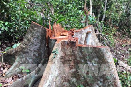 Lâm tặc tàn phá rừng đầu nguồn Trà Kót