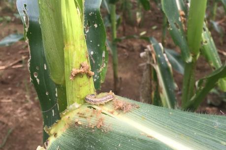 Hướng dẫn nông dân cách phòng trừ sâu keo mùa thu hiệu quả