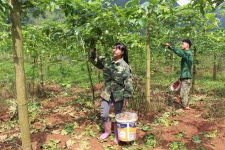 Dấu ấn tín dụng chính sách xã hội trên hành trình giảm nghèo của Cao Bằng