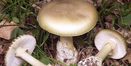 Yên Bái: 9 bệnh nhân nhập viện vì ngộ độc nấm rừng 