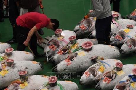 Giá cá ngừ giảm mạnh trong phiên đấu giá đầu năm mới tại Nhật Bản