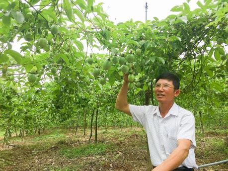 Trồng chanh leo cho lãi ròng 250 triệu đồng/ha/năm