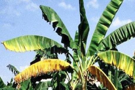 Colombia ban bố tình trạng khẩn cấp quốc gia về dịch nấm trên chuối