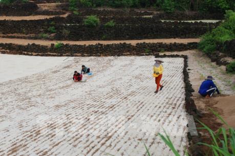 Giá đất nông nghiệp ở Lý Sơn bị thổi lên quá cao