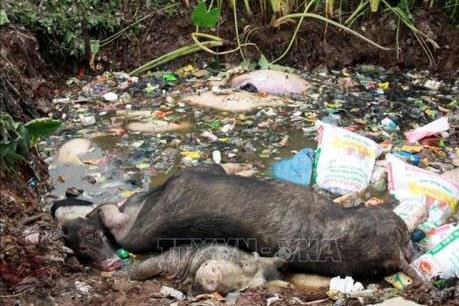 Tp. Hồ Chí Minh: Hàng trăm xác lợn nhiễm bệnh vứt bừa bãi