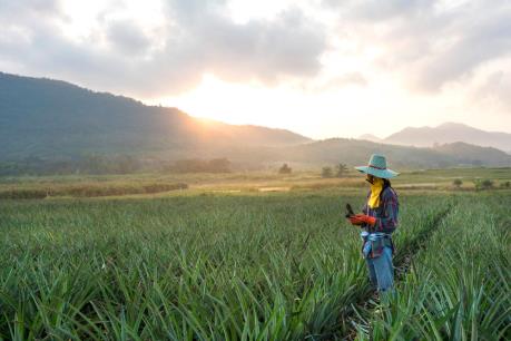 Thái Lan thúc đẩy các dự án phát điện từ cỏ voi