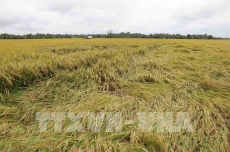 Hàng nghìn ha lúa Hè Thu chín rộ sắp thu hoạch bị đổ ngã