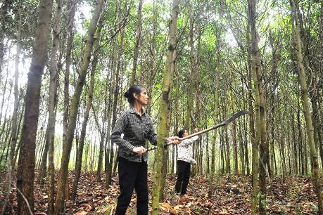 Tạo đột phá trong tín dụng chính sách ở Nghệ An