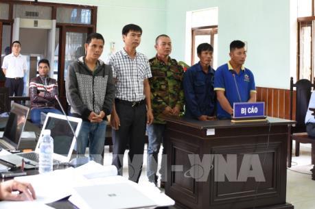 Vướng vòng lao lý vì cưa trộm cây gỗ trắc khô