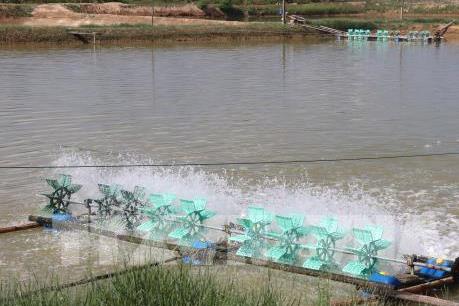 Nuôi tôm ao nổi lót bạt siêu thâm canh đạt lợi nhuận cao