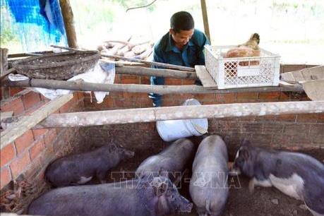 Vốn tín dụng chính sách giúp nông dân Quảng Nam cải thiện đời sống