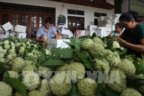 Thị trường hoa quả nội "lên ngôi" dịp Vu Lan báo hiếu