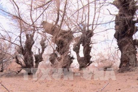 Hàng trăm hecta rừng phòng hộ tại Phú Yên bị khô và chết