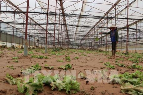 Ông Đoàn Nguyên Đức dùng cổ phiếu HAG làm tài sản thế chấp tái cơ cấu khoản vay