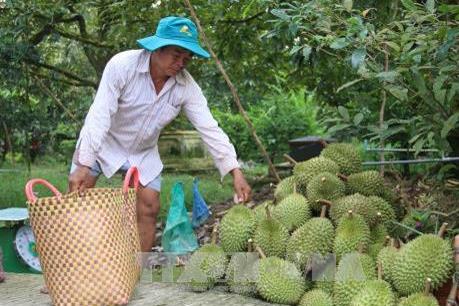 Công bố nhãn hiệu tập thể “Sầu riêng Cai Lậy”
