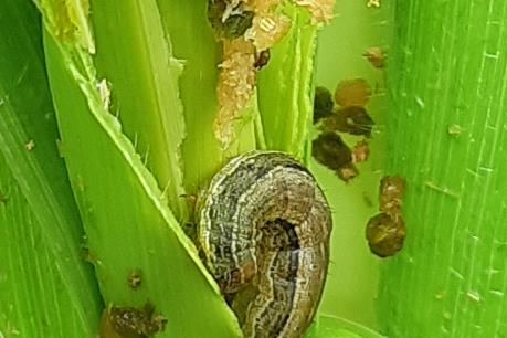 Chuyên gia quốc tế bàn giải pháp phòng trừ sâu keo mùa thu tại Việt Nam