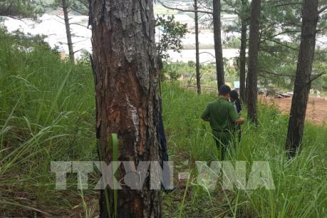 Phát hiện vụ hủy hoại, phân lô rừng thông 3 lá tại Đà Lạt