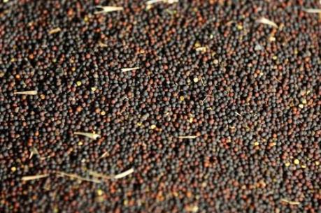 Trung Quốc “lặng lẽ” mua nông sản Canada