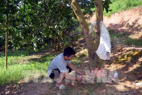 Tuyên Quang: Điều tra vụ việc phá hoại vườn bưởi của người dân ở xã Thắng Quân