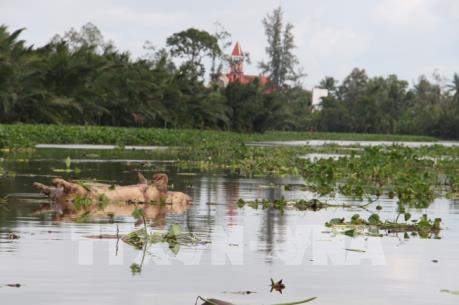 Xử lý dứt điểm tình trạng vứt xác lợn ra môi trường