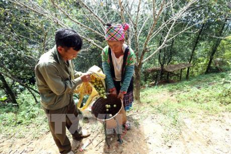Cây thoát nghèo của đồng bào Mông