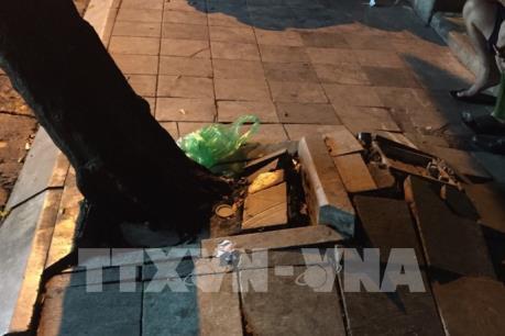 Hà Nội: Chặt hạ cây sưa tại phố Thuốc Bắc theo tình huống khẩn cấp