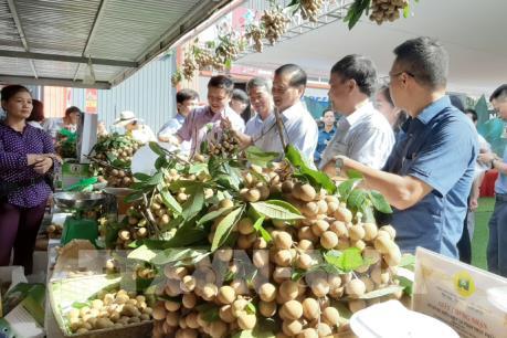 Nhãn mất mùa, nhiều nhà vườn thất thu lớn