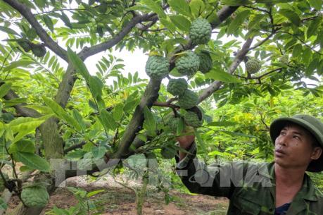 Nâng tầm thương hiệu na Chí Linh