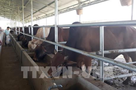 HAGL chuyển nợ thành vốn góp cổ phần tại Chăn nuôi Gia Lai 