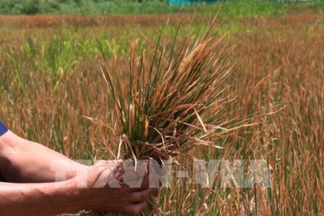 Thái Lan tuyên bố tình trạng hạn hán tại 11 tỉnh