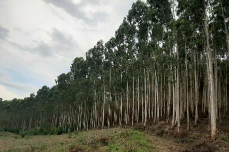 Chậm sắp xếp, đổi mới công ty nông, lâm nghiệp