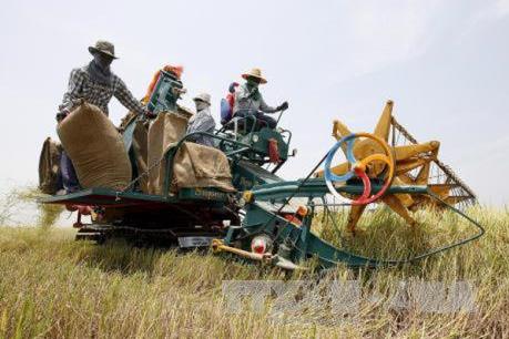 Chương trình đảm bảo giá gạo của Thái Lan sẽ kéo dài trong 1 năm
