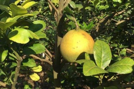 Cách ngừa hiệu quả bệnh vàng lá, thối rễ ở cây có múi